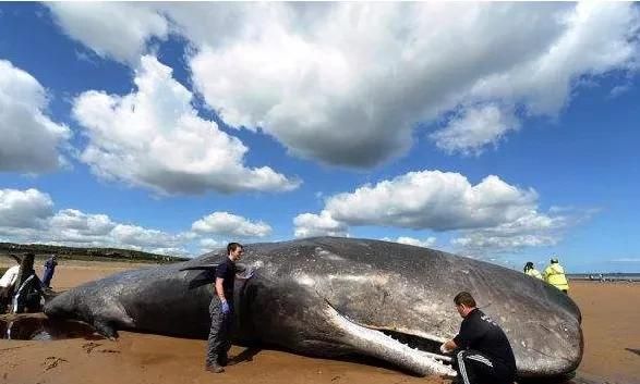 龙涎香是鲸鱼吐出来的吗,龙涎香来自哪种海洋生物图9