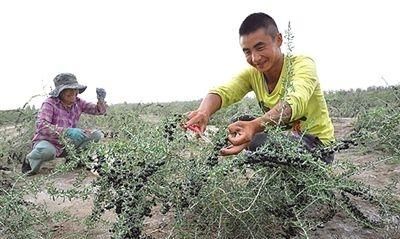 怎么种植黑枸杞(黑枸杞种植)图4