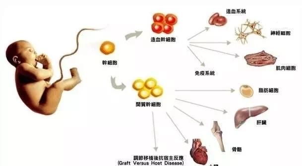 新生儿到底需不需要储存脐带血呢图5