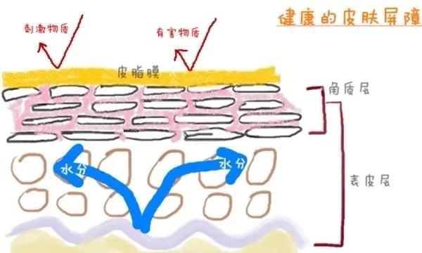 如何正确护肤,如何正确护肤和淡斑图8