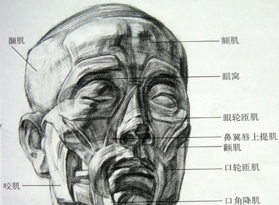 素描头像如何画出皮肤质感图11