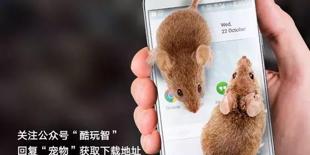 怎么样可以在手机里养宠物图7