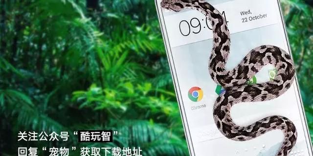 怎么样可以在手机里养宠物图9