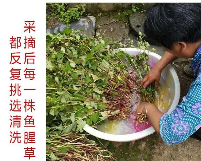 鱼腥草有什么作用,鱼腥草嫩根功效作用图11