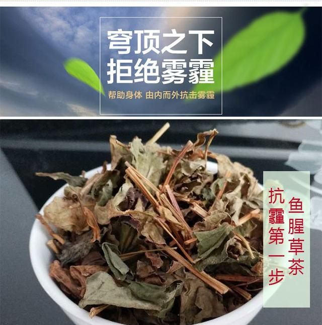 鱼腥草有什么作用,鱼腥草嫩根功效作用图14