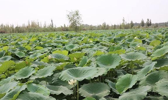 水田种植哪种藕好(刚种藕要多深的水合适)图1