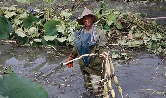 水田种植哪种藕好(刚种藕要多深的水合适)图5