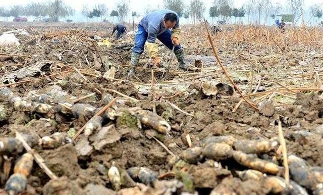 水田种植哪种藕好(刚种藕要多深的水合适)图6