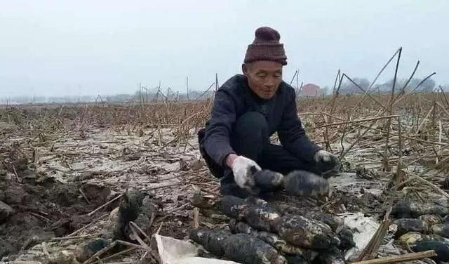 水田种植哪种藕好(刚种藕要多深的水合适)图7