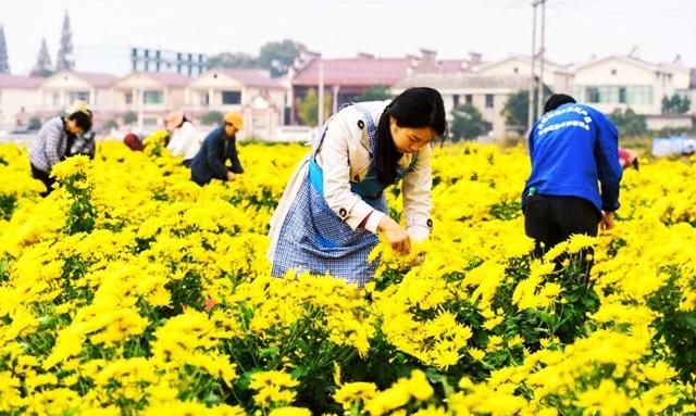 菊花怎么种植,菊花怎么种植的图4