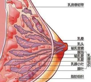 断奶后到底该不该排残奶图5