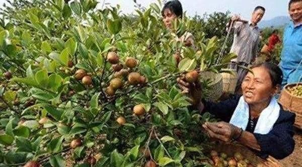 吃茶油有什么好处吗,茶油炒菜好处和坏处图6