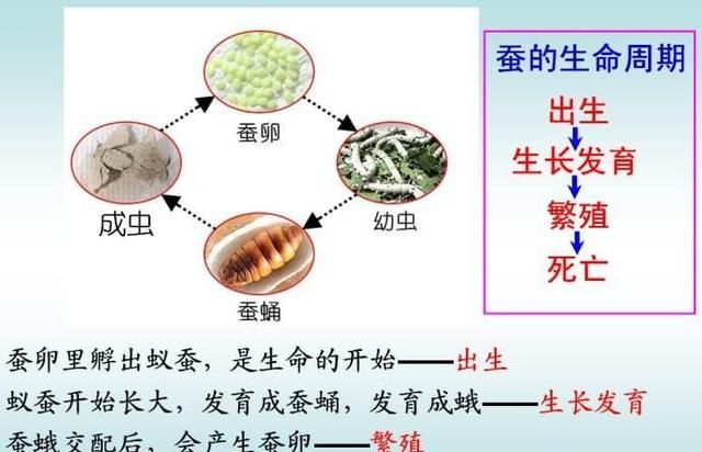 怎么养蚕,养蚕时期要注意什么问题图1