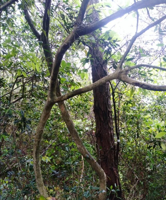 古树茶不同的山头有什么区别呢,古树茶的四种特点图2