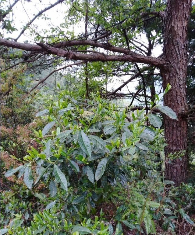 古树茶不同的山头有什么区别呢,古树茶的四种特点图4