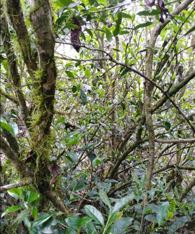 古树茶不同的山头有什么区别呢,古树茶的四种特点图6