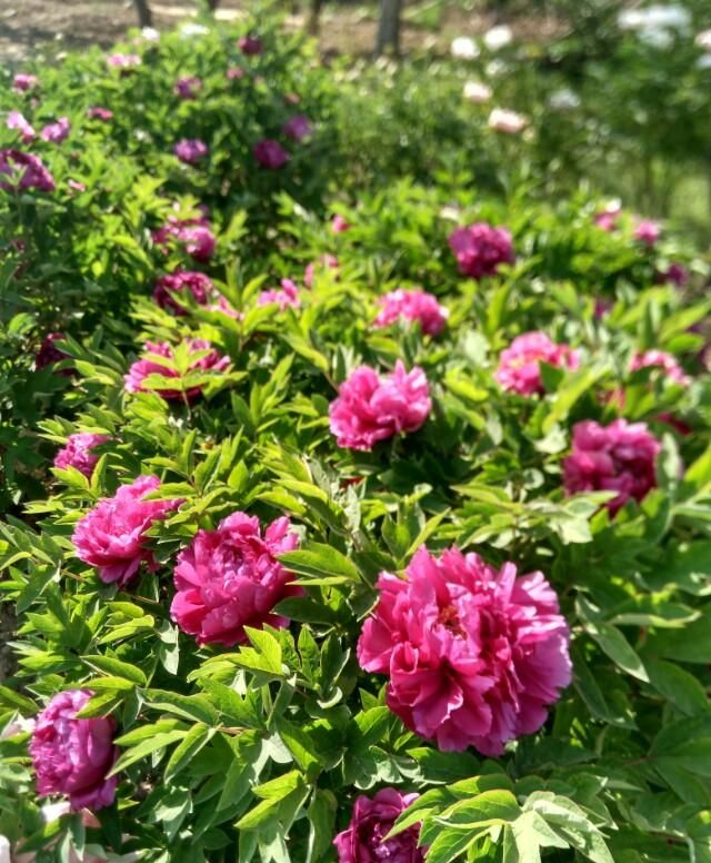 牡丹花和芍药花的区别在哪里图9