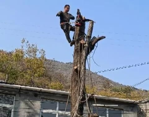 树木用什么可以让它枯死,香椿树咋样能让它枯死图14