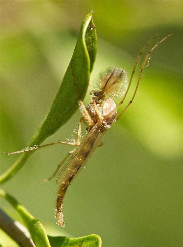 灭蚊灯真的有效吗原理是什么,网上卖的灭蚊灯的原理图1