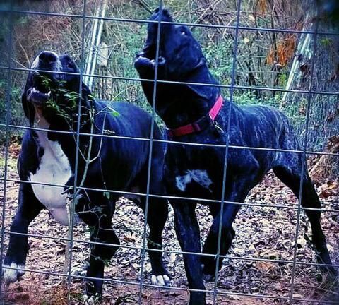 巴西菲勒犬怎么样,巴西菲勒犬饲养图2