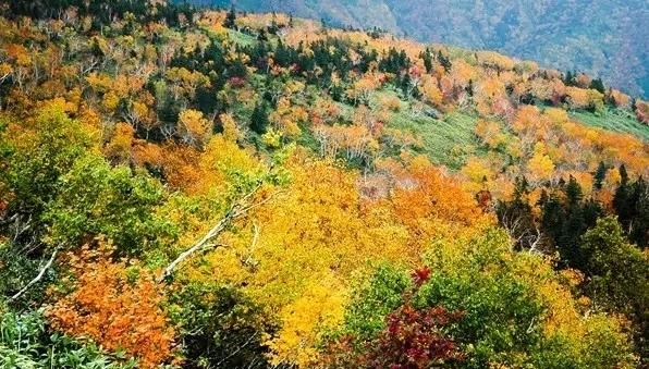 有没有北海道札幌市区的美食推荐图8