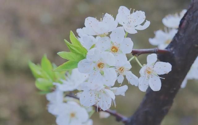 人活一世草木一秋人生的意义(人活一世草木一秋的意思是什么)图9