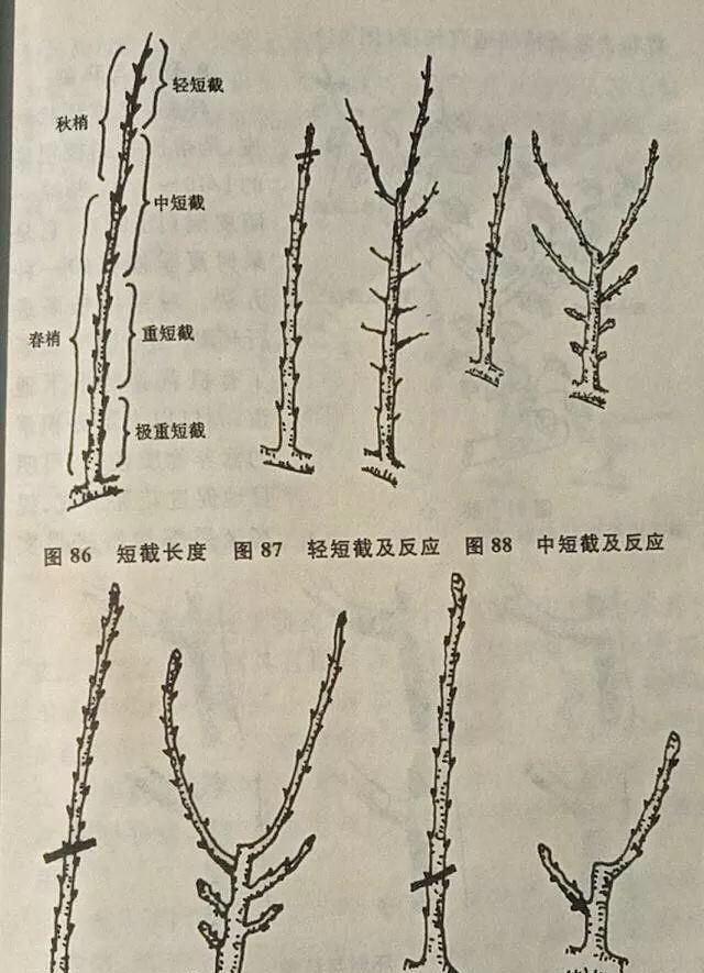 梨树一年怎样修剪图3