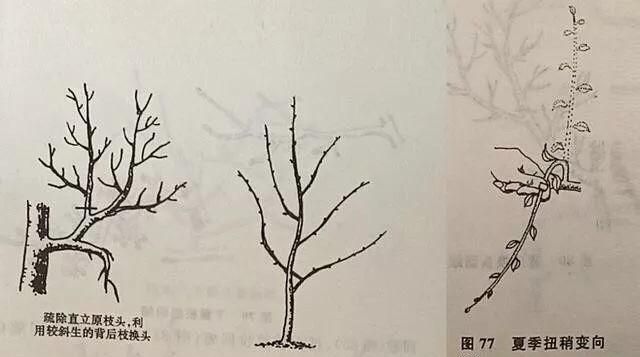 梨树一年怎样修剪图6