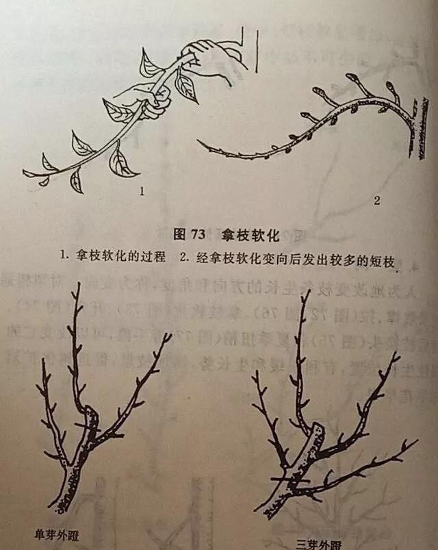 梨树一年怎样修剪图7