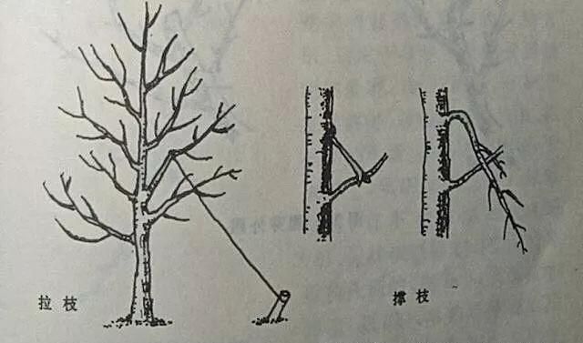 梨树一年怎样修剪图8