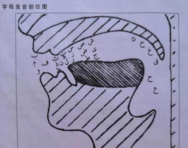 如何学好阿拉伯语,学好阿拉伯语的重要性图2