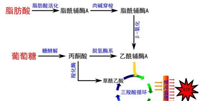 怎么判断是不是非转基因的油(怎么看是不是非转基因油)图2