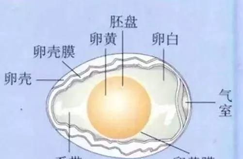 春分分竖蛋习俗原理是啥,春分竖蛋原理是啥图7