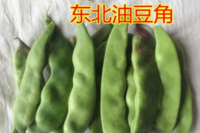 如何种植豆角,豆角种植管理图3