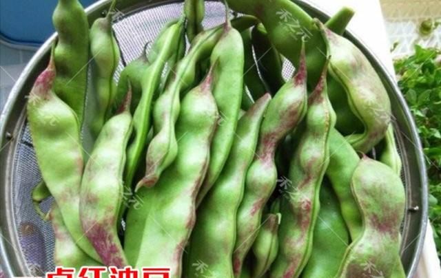 如何种植豆角,豆角种植管理图4