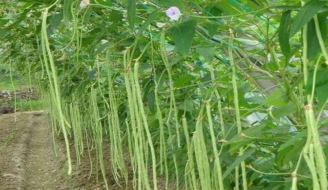 如何种植豆角,豆角种植管理图8