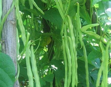 如何种植豆角,豆角种植管理图9