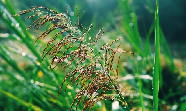 苹果手机拍照怎么背景虚化(苹果13pro相机拍照虚化背景)图3