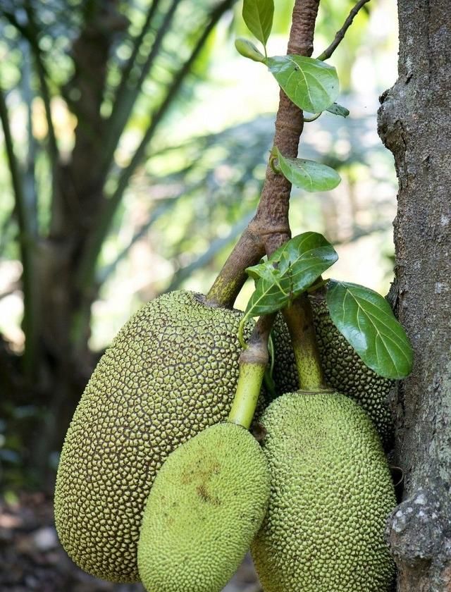 怎么用菠萝蜜里的种子进行种植呢图3