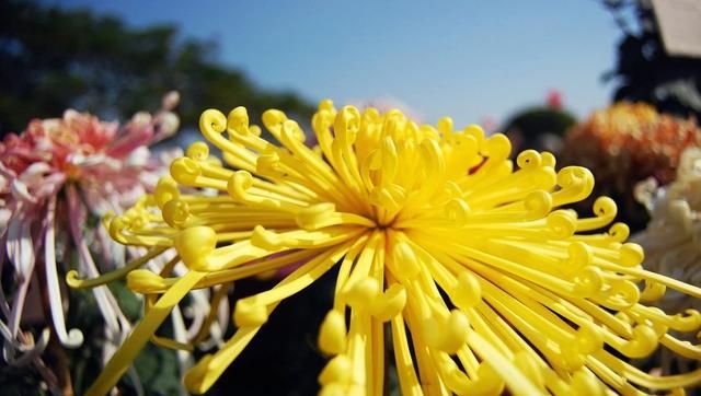 菊花生虫了怎么办,菊花老生虫怎么办图6