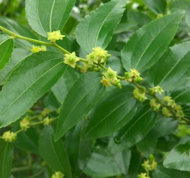 麦卢卡蜂蜜哪种比较好,麦卢卡蜂蜜10和15的价格图8