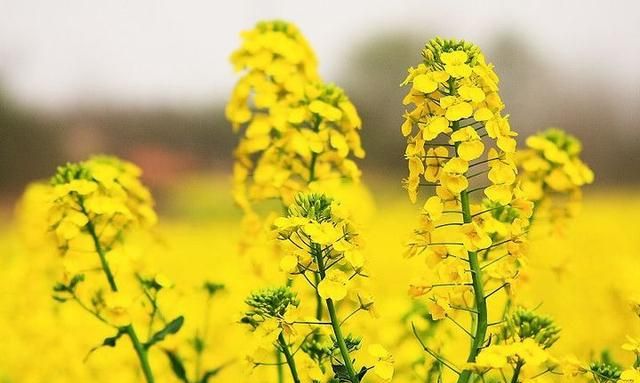 麦卢卡蜂蜜哪种比较好,麦卢卡蜂蜜10和15的价格图13