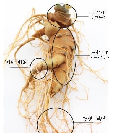 怎么挑选三七图8