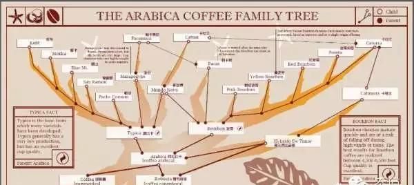 咖啡的种类有哪些(咖啡店咖啡的种类)图7