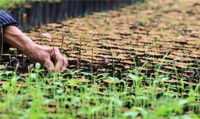 阳台种植的土从哪弄图10