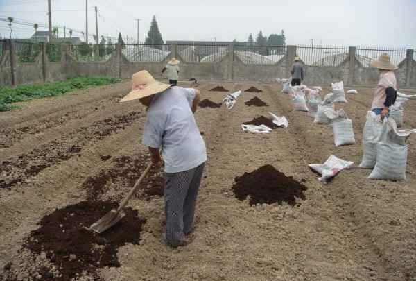 阳台种植的土从哪弄图12