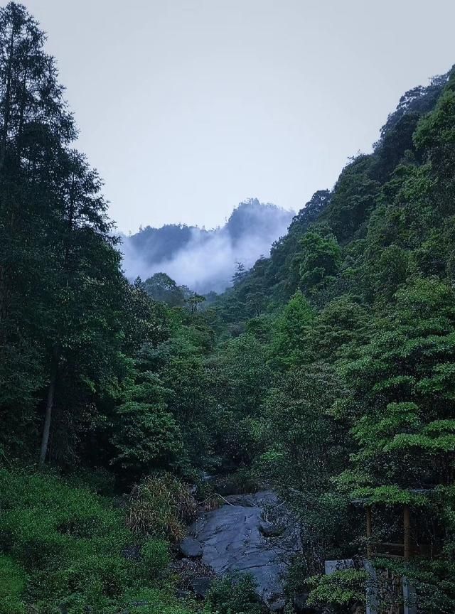 什么是正山小种,什么是正山小种茶图5