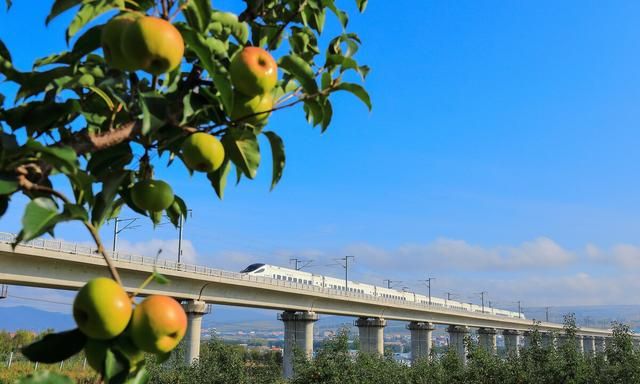 苹果梨是不是嫁接的(苹果嫁接梨是不是就变了)图3