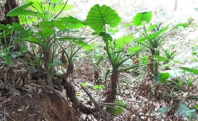 孩子发生食物中毒后,家长应该做哪些紧急处理措施图4