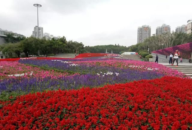 去深圳旅游怎么样图1